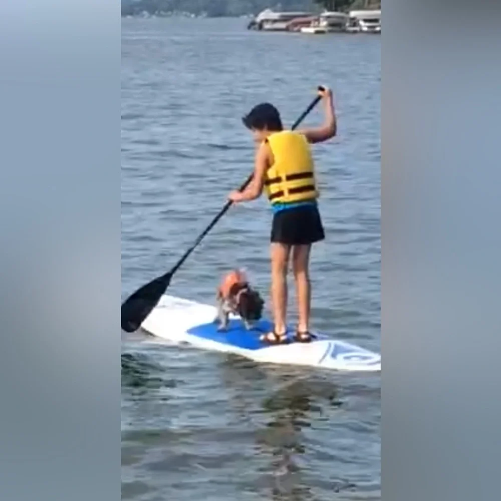Outward Hound PFD for dogs